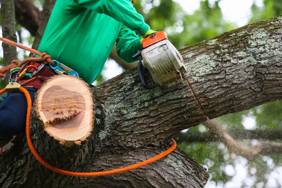 Affordable Tree Trimming Little Rock, AR
