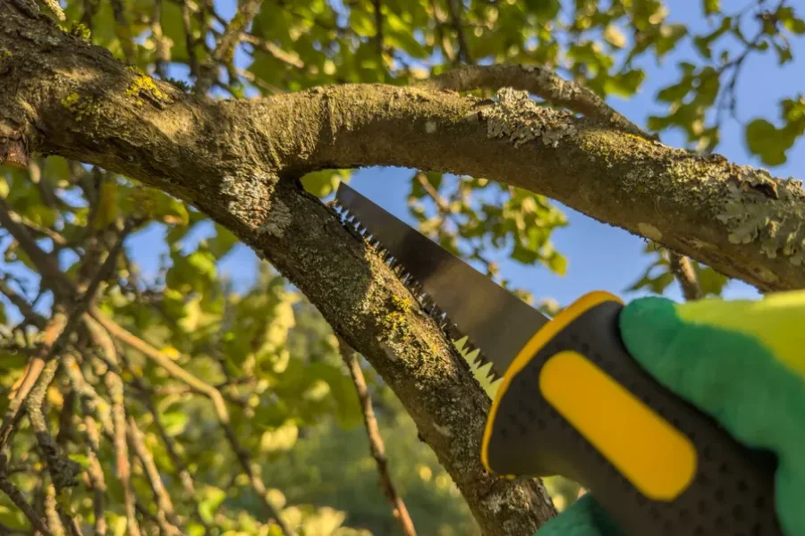 Premium Tree Trimming Little Rock, AR