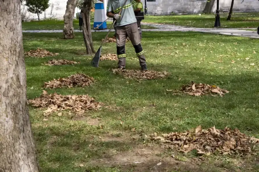 Superior Leaf Removal Little Rock, AR